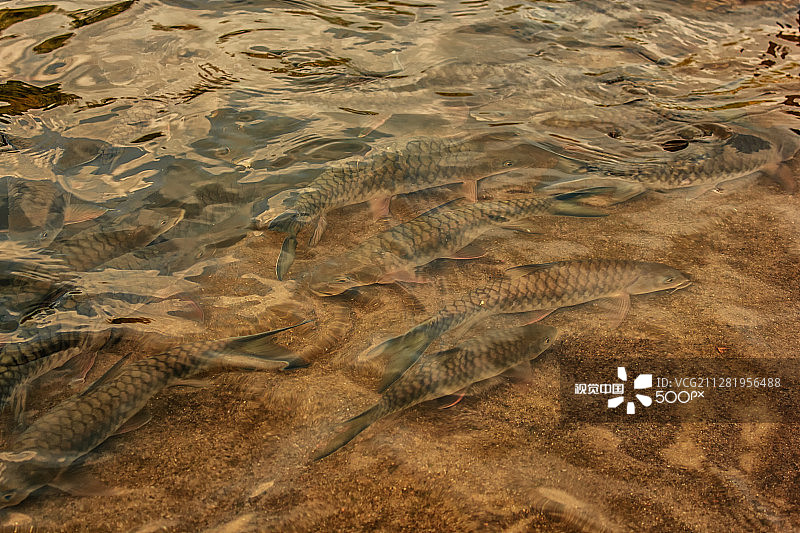 水下鱼图片素材