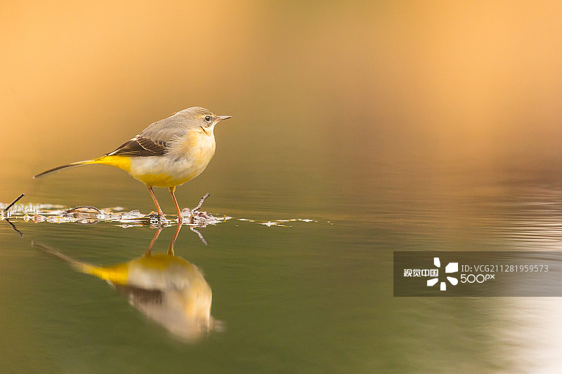 灰鹡鸰图片素材