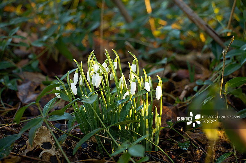 雪花莲图片素材