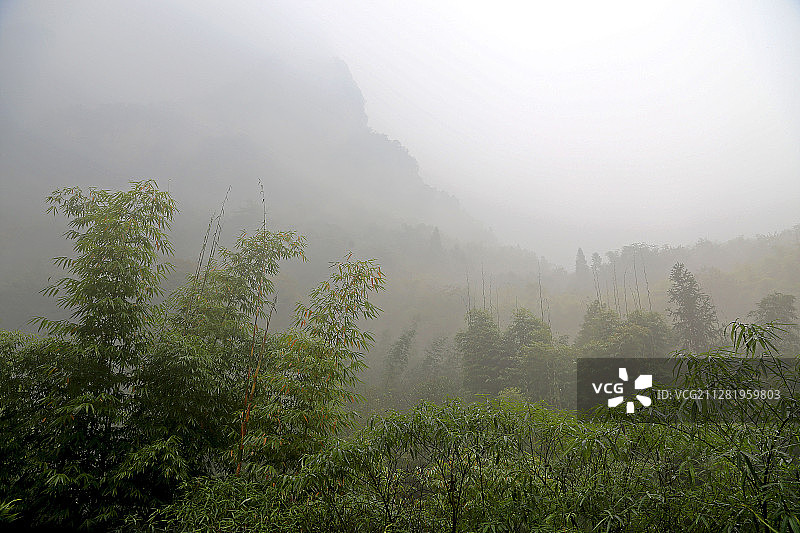 三峡竹海图片素材