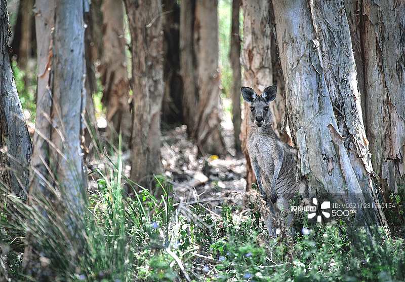 互叶白千层林中的东部灰袋鼠图片素材