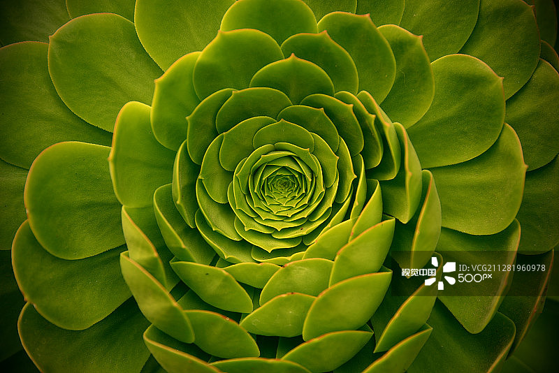 自然绿色曼陀罗图片素材