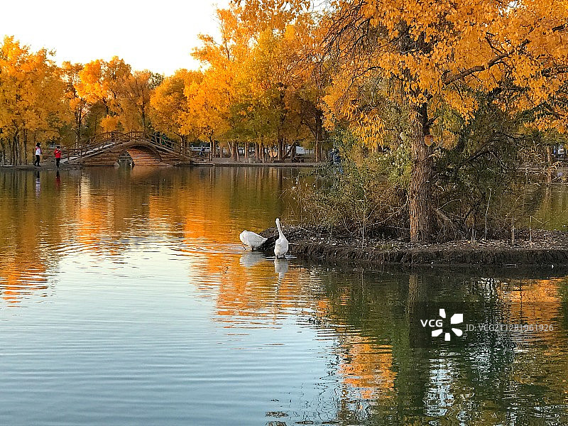 金塔胡杨林图片素材
