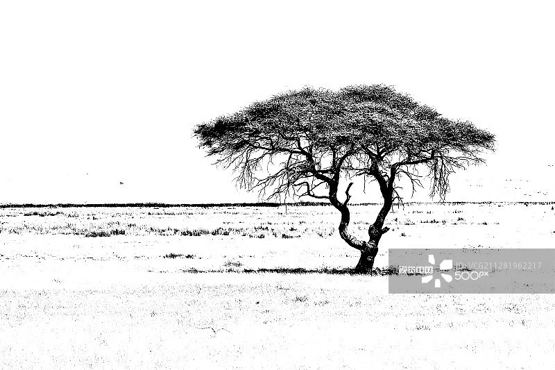 埃托沙国家公园的相思树图片素材