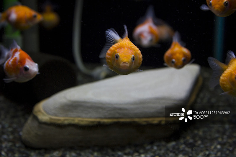 当地居民图片素材