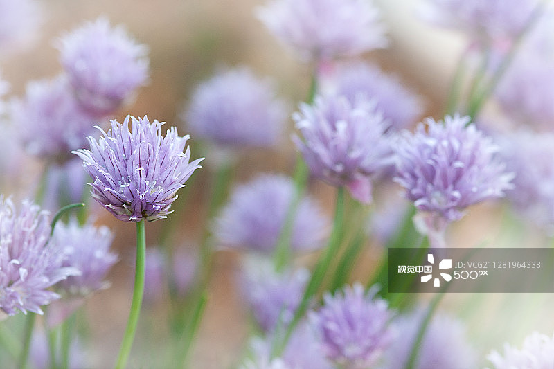 细香葱图片素材