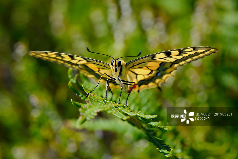 燕尾蝶和散景图片素材