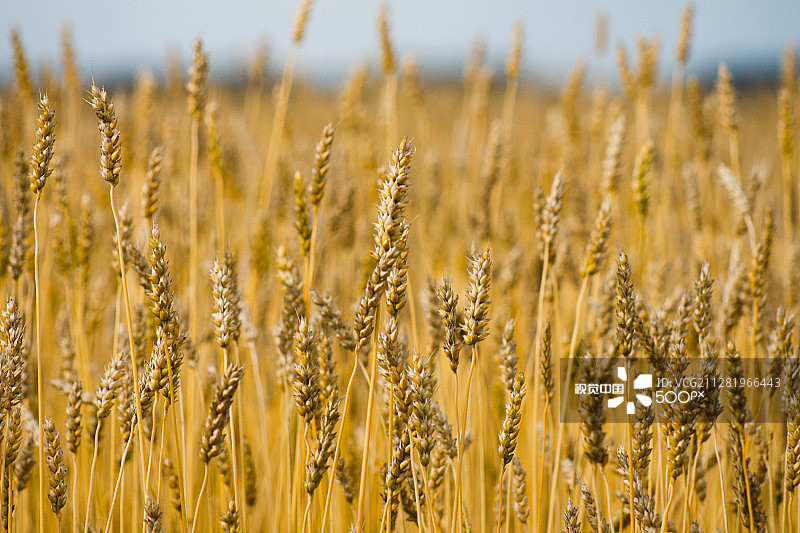 黑麦#1图片素材