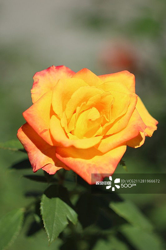 黄玫瑰图片素材