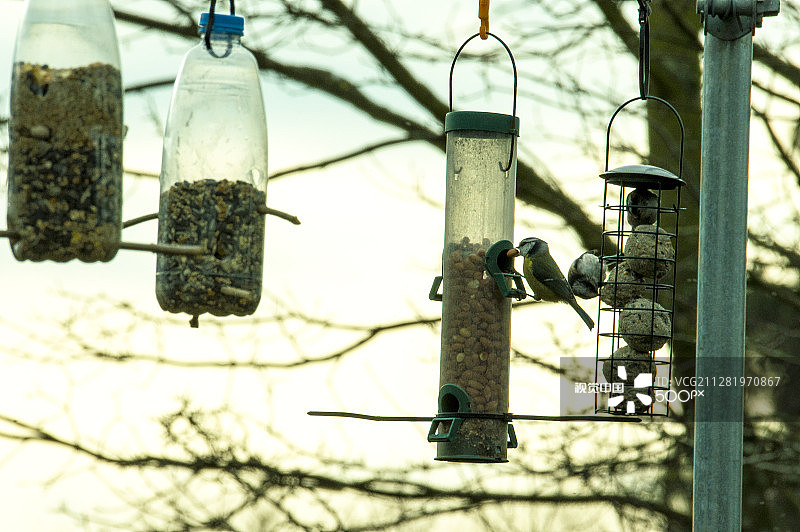 蓝山雀进食图片素材