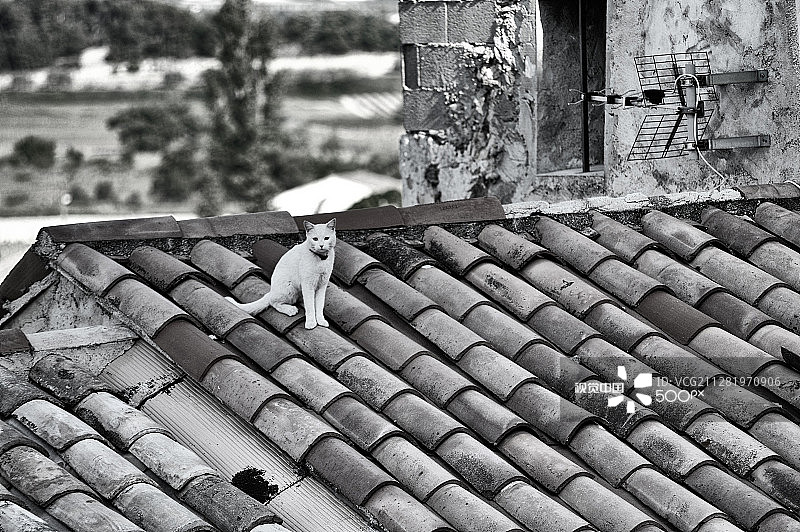 在炎热瓦片屋顶上的猫图片素材
