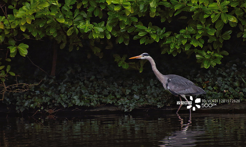 都柏林圣史蒂芬绿地中的苍鹭图片素材