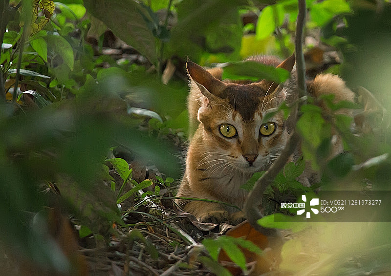 丛林猫图片素材
