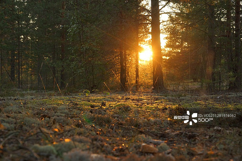 苔原上的日落图片素材
