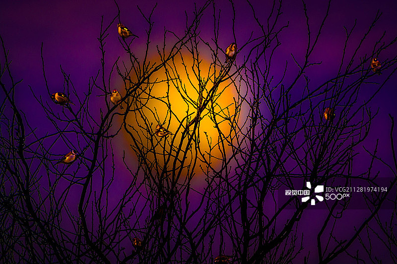 愤怒的小鸟图片素材