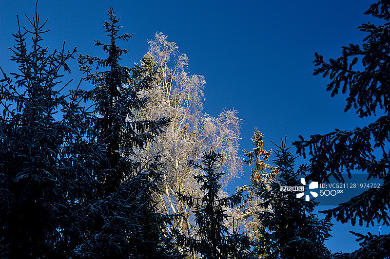深色冷杉树丛中覆盖着明亮霜冻的桦树图片素材