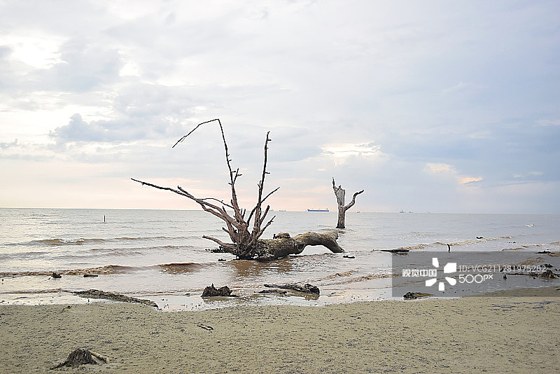 红树林图片素材