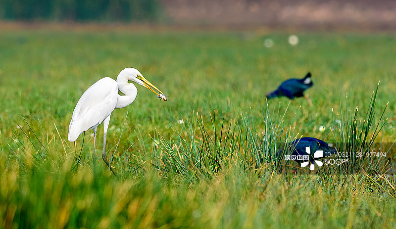 衔鱼的大白鹭，附带留白图片素材