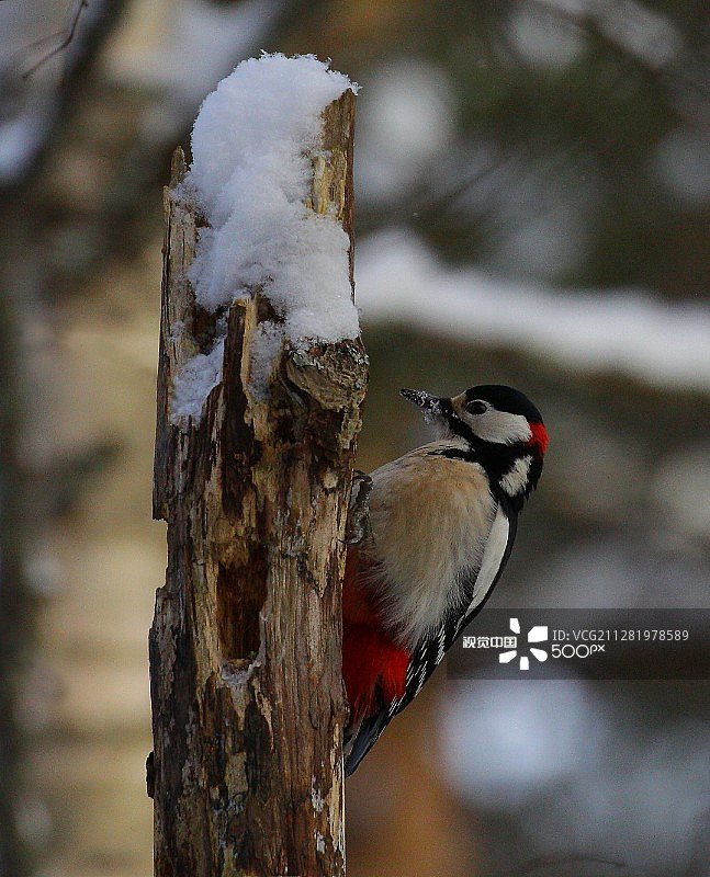 大斑啄木鸟图片素材