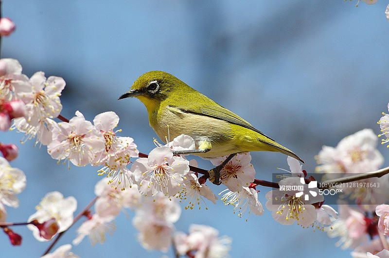 日本白眼鸟2图片素材