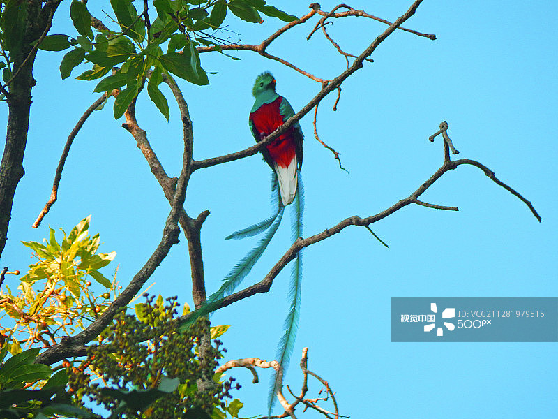 辉煌绿咬鹃图片素材
