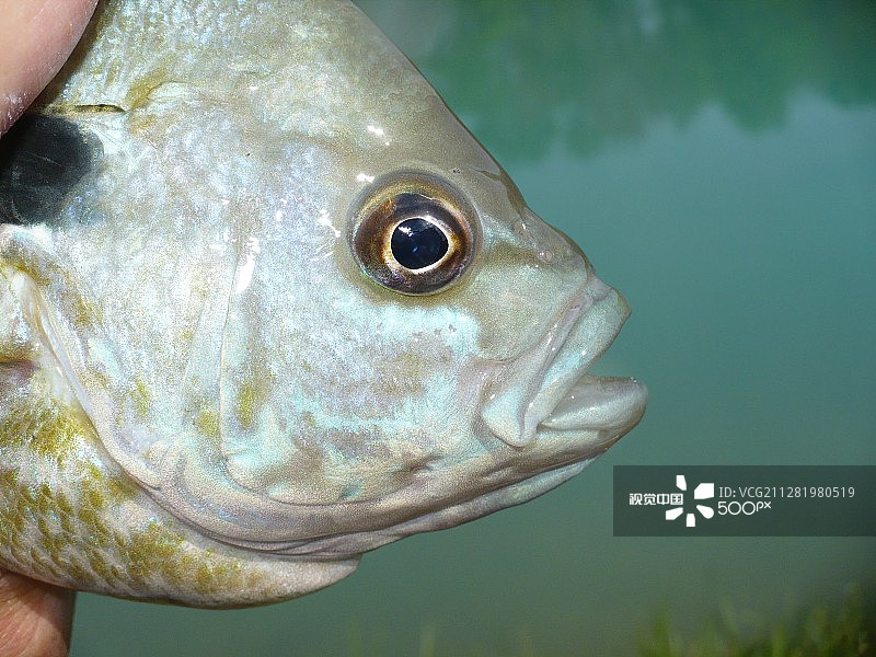蓝鳃太阳鱼面部图片素材