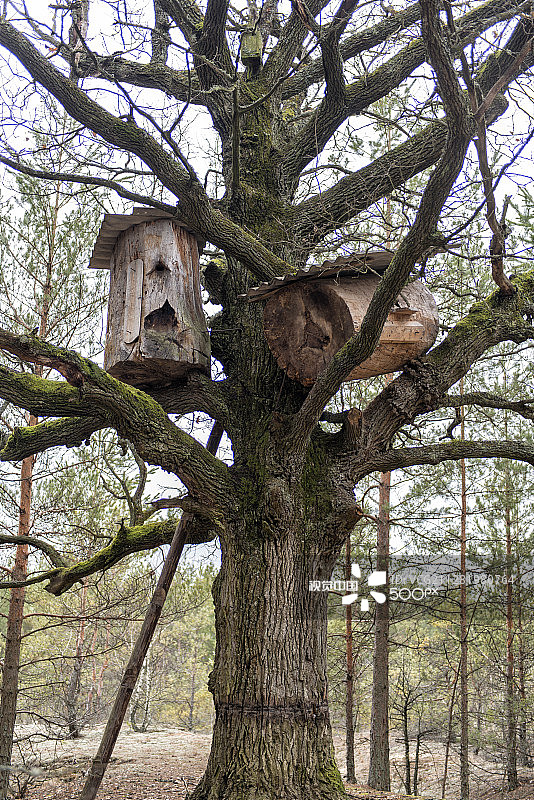森林中树上的蜂箱图片素材