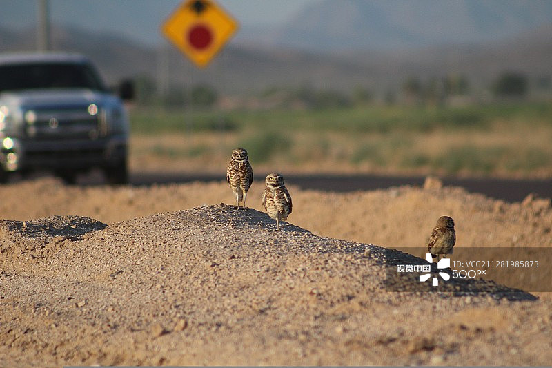 穴鸮家庭图片素材