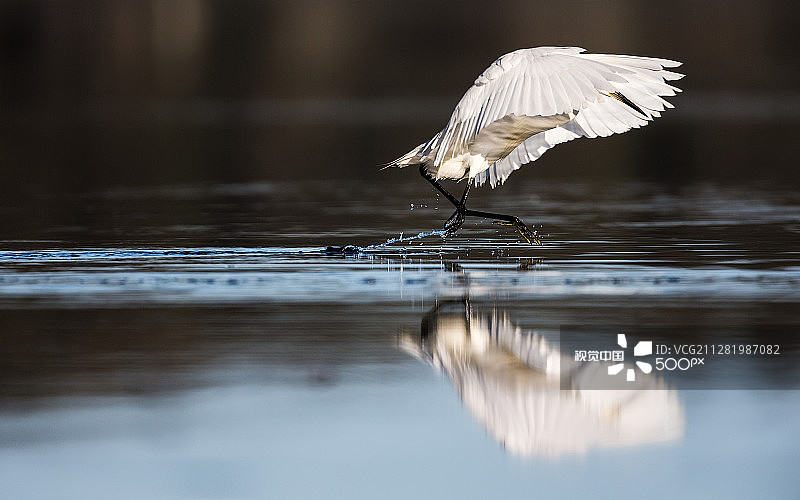 小白鹭追逐图片素材