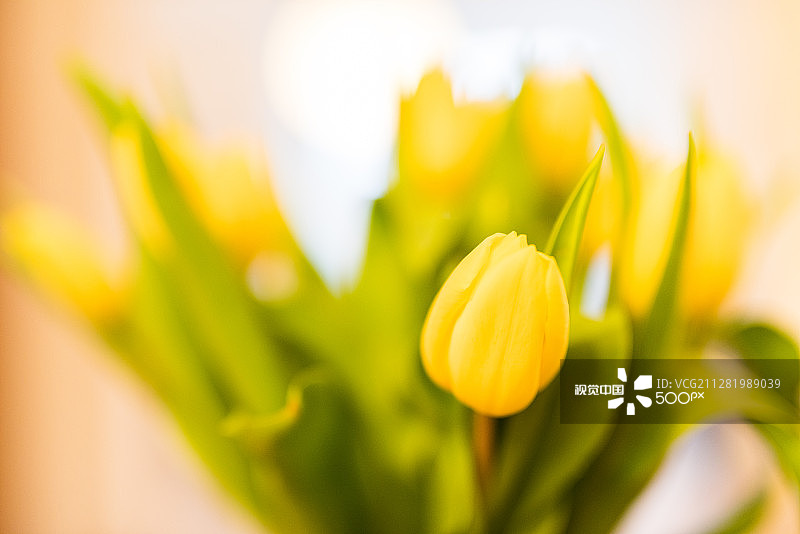 黄色花束图片素材