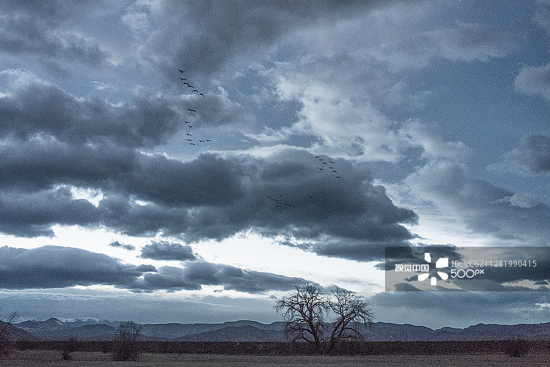 蓝色日落下的三角叶杨图片素材