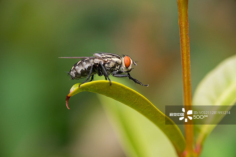 孤独的麻蝇图片素材