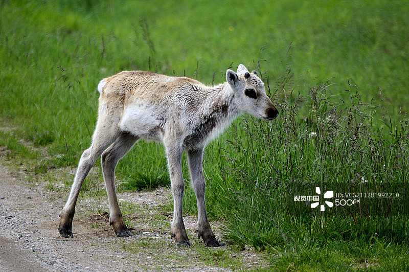 小驯鹿图片素材