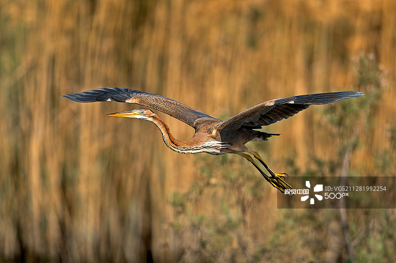 紫鹭全身飞行图图片素材