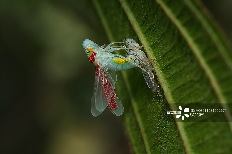 叶蝉图片素材