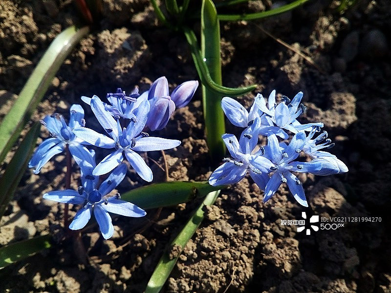 矢车菊图片素材