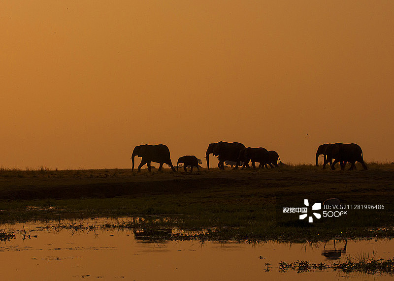 乔贝河日落时分的大象图片素材