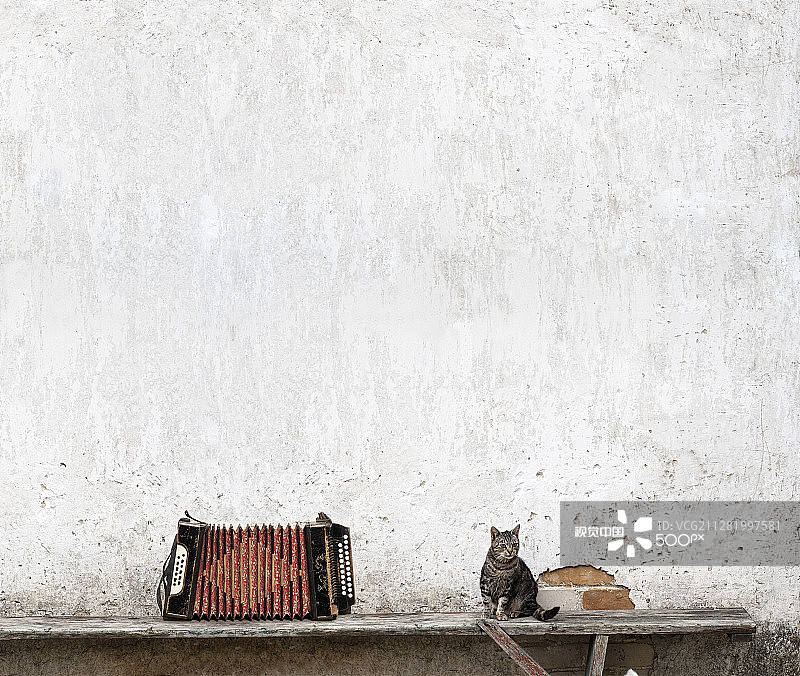 手风琴和虎斑猫图片素材
