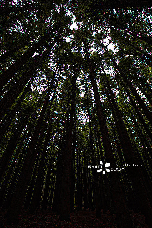 怀卡雷瓦雷瓦森林的红杉树图片素材