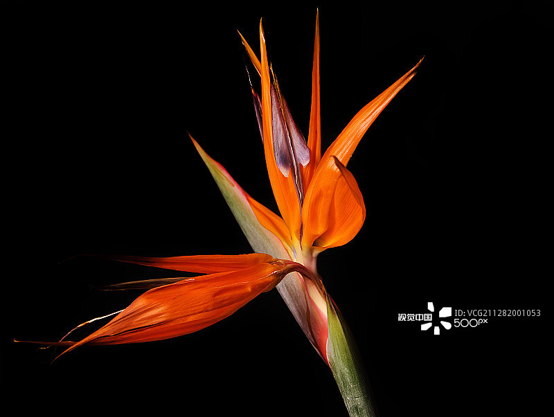 天堂鸟图片素材