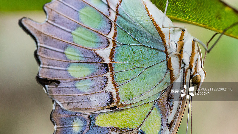 孔雀石图片素材