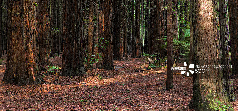 华卡雷瓦雷瓦森林图片素材