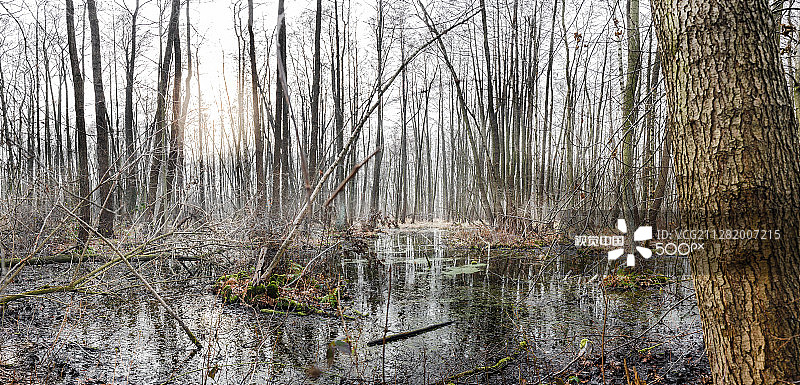 沼泽图片素材