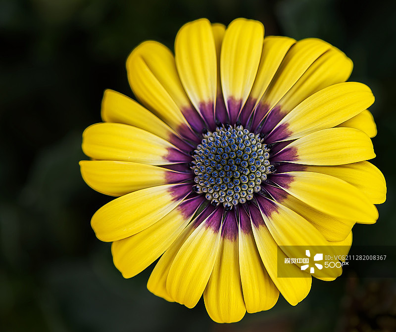 非洲雏菊图片素材