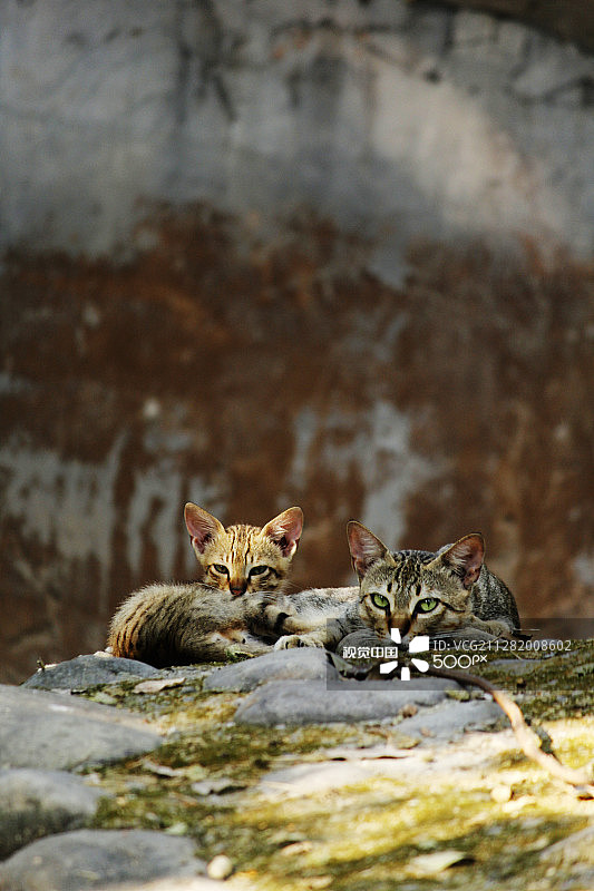 有其母必有其女图片素材