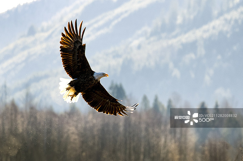 清晨雄鹰图片素材
