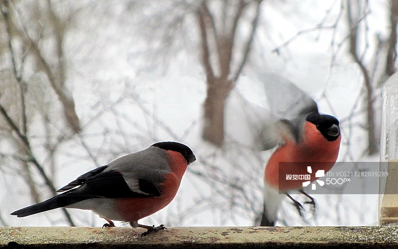 红腹灰雀图片素材