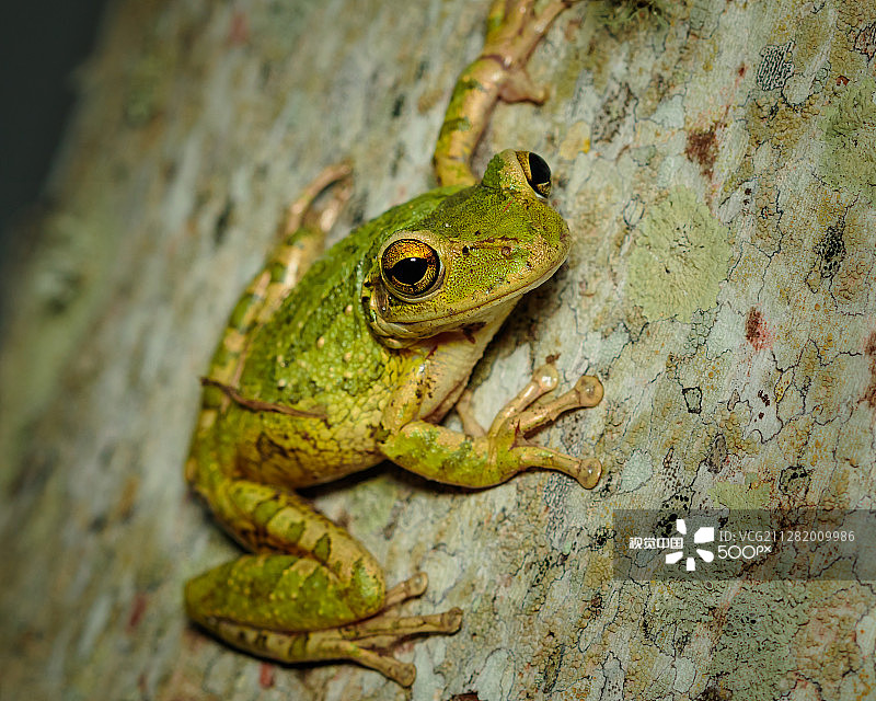 古巴树蛙图片素材