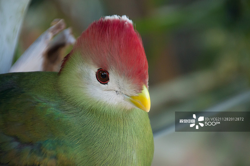 彩色小鸟图片素材