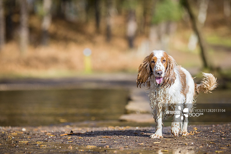 可卡犬图片素材